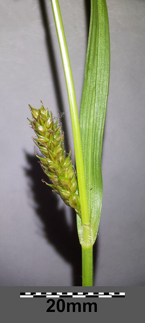 Distant sedge: Stem with bract and female spike Taxonym: Carex distans ss Fischer et al. EfÖLS 2008 ISBN 978-3-85474-187-9 Location: "Irissee" in Donaupark, Vienna-Donaustadt 