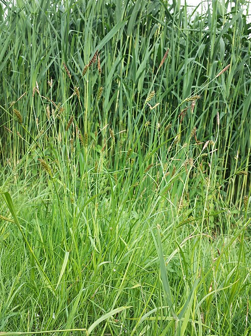Distant sedge: Habitus Taxonym: Carex distans ss Fischer et al. EfÖLS 2008 ISBN 978-3-85474-187-9 Location: "Irissee" in Donaupark, Vienna-Donaustadt - ca. 160 m a.s.l. Habita