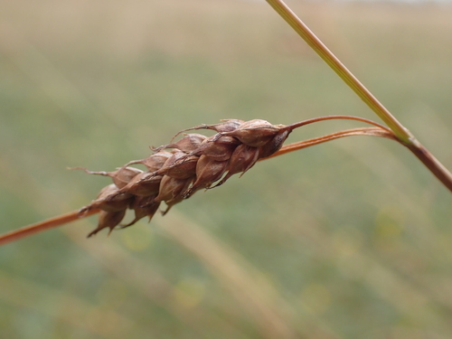 Distant sedge (Carex distans)