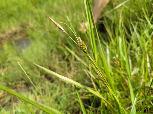Distant sedge (Carex distans)