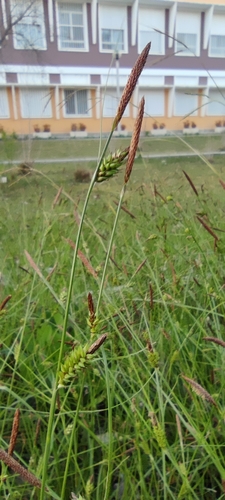 Distant sedge (Carex distans)