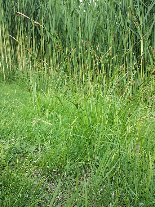 Distant sedge: Habitus Taxonym: Carex distans ss Fischer et al. EfÖLS 2008 ISBN 978-3-85474-187-9 Location: "Irissee" in Donaupark, Vienna-Donaustadt - ca. 160 m a.s.l. Habita