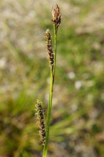 Distant sedge (Carex distans)