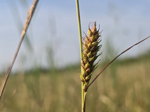 Distant sedge (Carex distans)