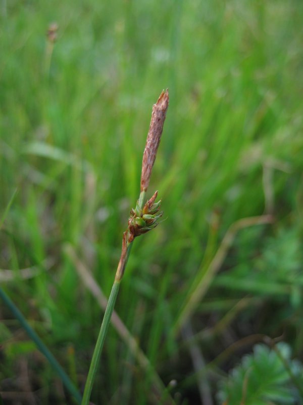 Distant sedge: Obere männliche Blüten der Entferntährigen Segge Carex distans , Zingst
