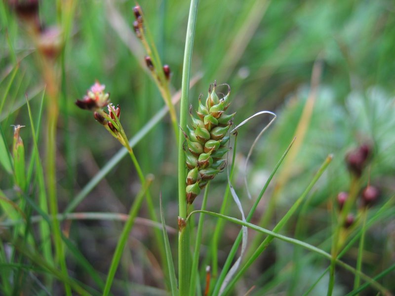 Distant sedge: Untere weibliche Blüten der Entferntährigen Segge Carex distans , Zingst, salzbeeinflusste feuchte Stelle, im Hintergrund Juncus gerardii