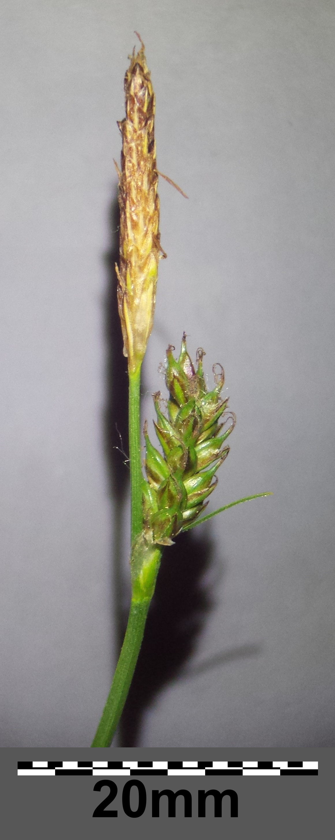 Distant sedge: Male (top) and female (bottom) spike Taxonym: Carex distans ss Fischer et al. EfÖLS 2008 ISBN 978-3-85474-187-9 Location: "Irissee" in Donaupark, Vienna-Donaust
