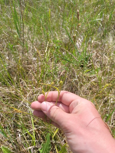 Distant sedge (Carex distans)