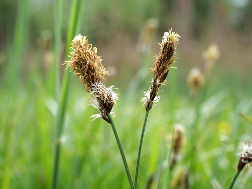 Tworank sedge (Carex disticha)
