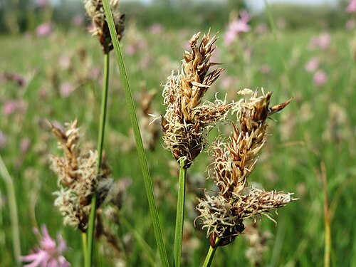 Tworank sedge: Zweizeilige Segge ( Carex disticha ) im Naturschutzgebiet Bachwiesen/Leopoldswiesen im Hockenheimer Rheinbogen