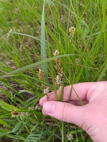 Tworank sedge (Carex disticha)