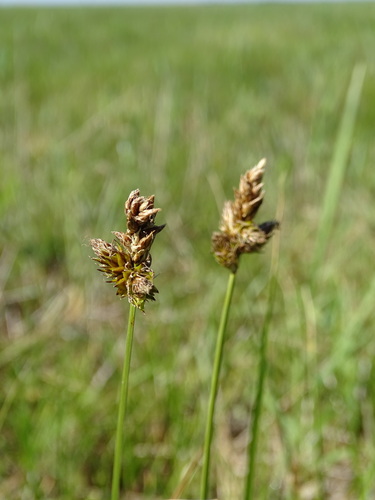 Tworank sedge (Carex disticha)