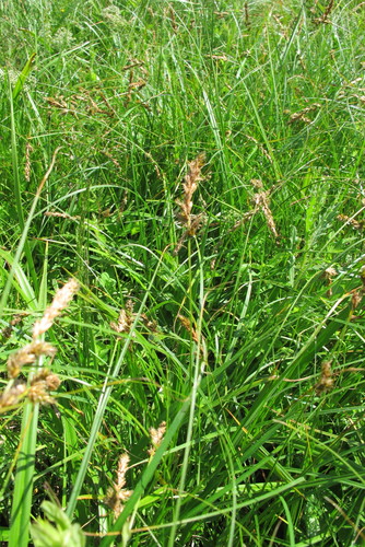 Tworank sedge (Carex disticha)