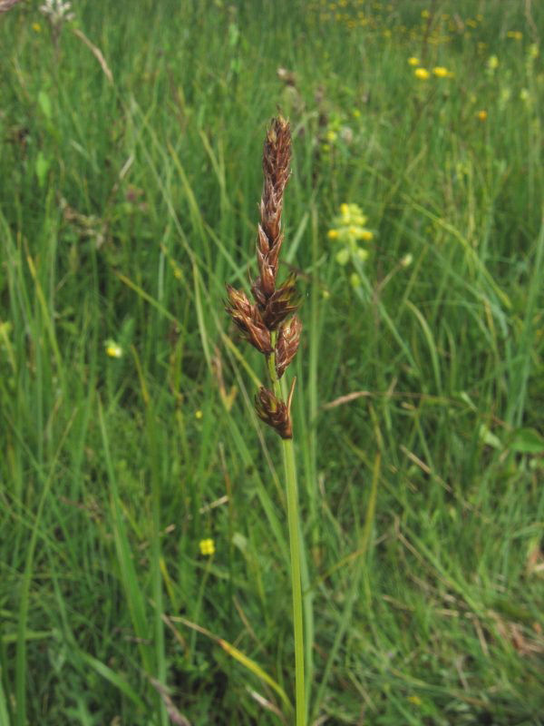 Tworank sedge: Zweizeilige Segge Carex disticha , Warnow-Wiesen bei Rostock