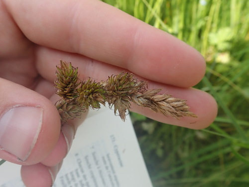Tworank sedge (Carex disticha)