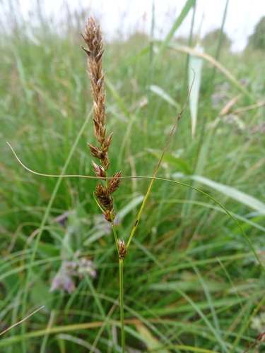 Tworank sedge (Carex disticha)