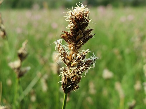 Tworank sedge: Zweizeilige Segge ( Carex disticha ) im Naturschutzgebiet Bachwiesen/Leopoldswiesen im Hockenheimer Rheinbogen