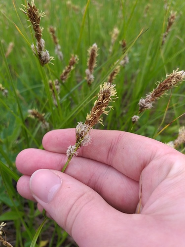 Tworank sedge (Carex disticha)
