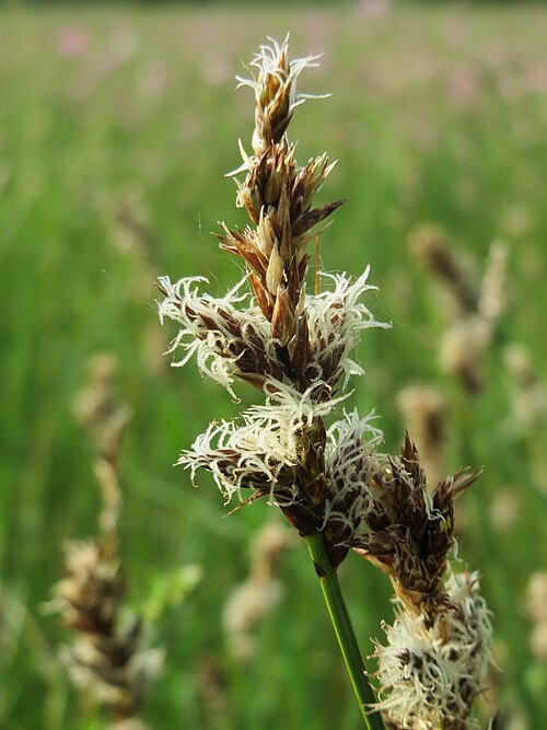 Tworank sedge: Zweizeilige Segge ( Carex disticha ) im Naturschutzgebiet Bachwiesen/Leopoldswiesen im Hockenheimer Rheinbogen