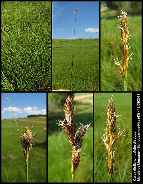 Tworank sedge: Carex disticha