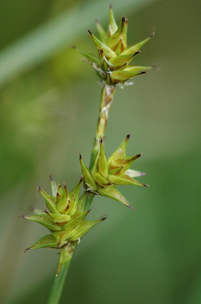 Star sedge: Picture taken in Commanster, Belgian High Ardennes . Species: Carex echinata
