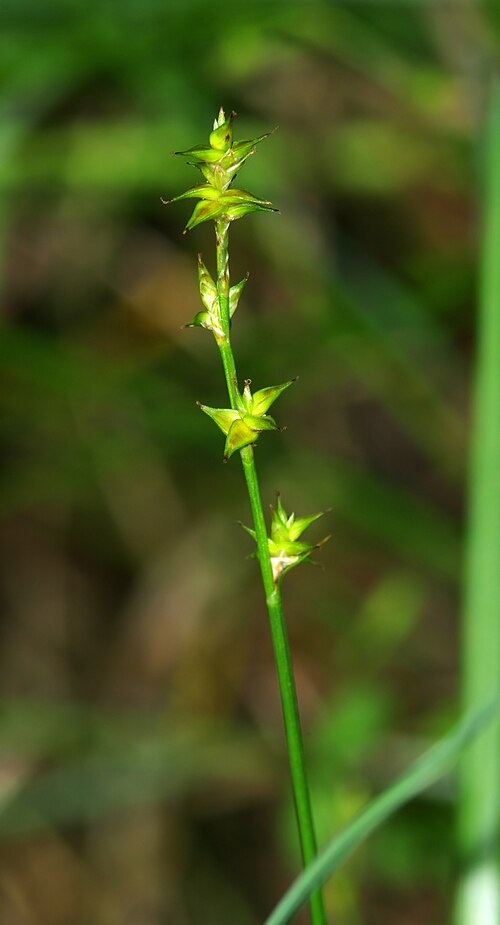 Star sedge: Turzyca gwiazdkowata (Carex echinata) - Młaki nad Pogorią I / Dąbrowa Górnicza