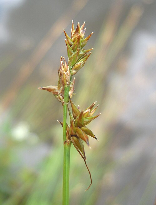 Star sedge: Carex echinata