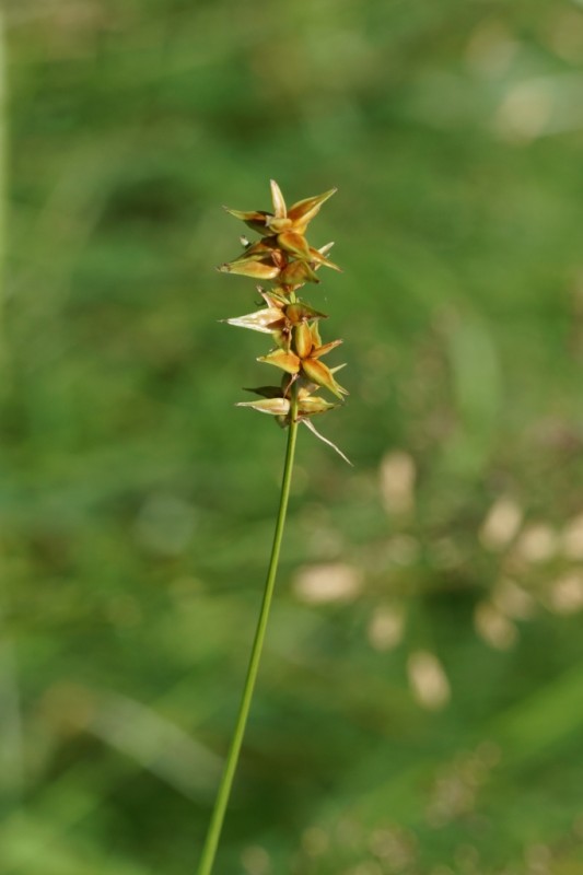 Star sedge: Carex echinata ( Cyperaceae ) (Star Sedge), Ortenaukreis (Landkreis), BRD
