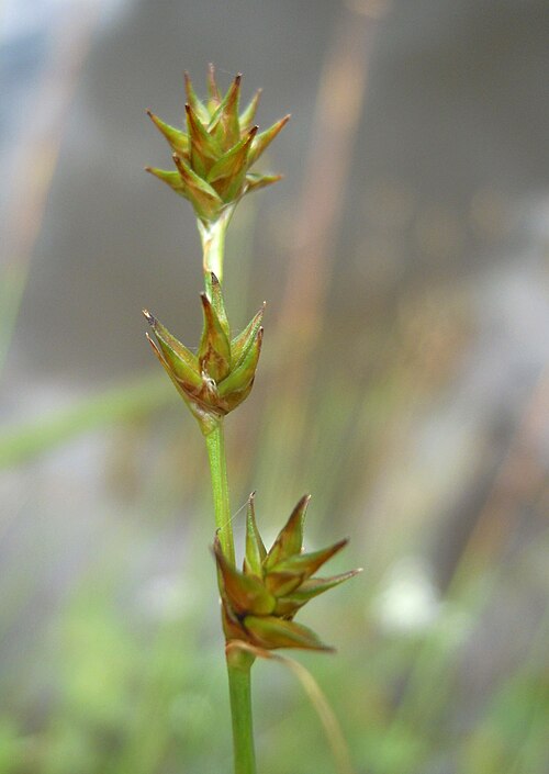 Star sedge: Carex echinata