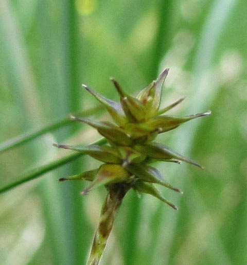 Star sedge: Carex echinata