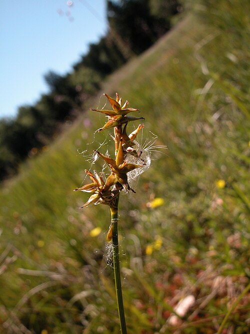 Star sedge: Carex echinata