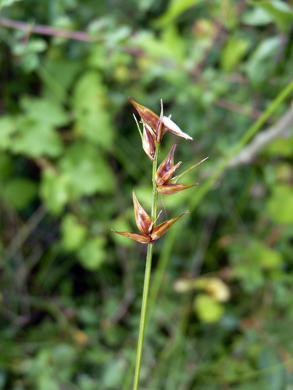 Star sedge: Carex echinata