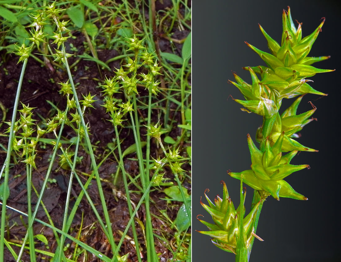Star sedge: Carex echinata