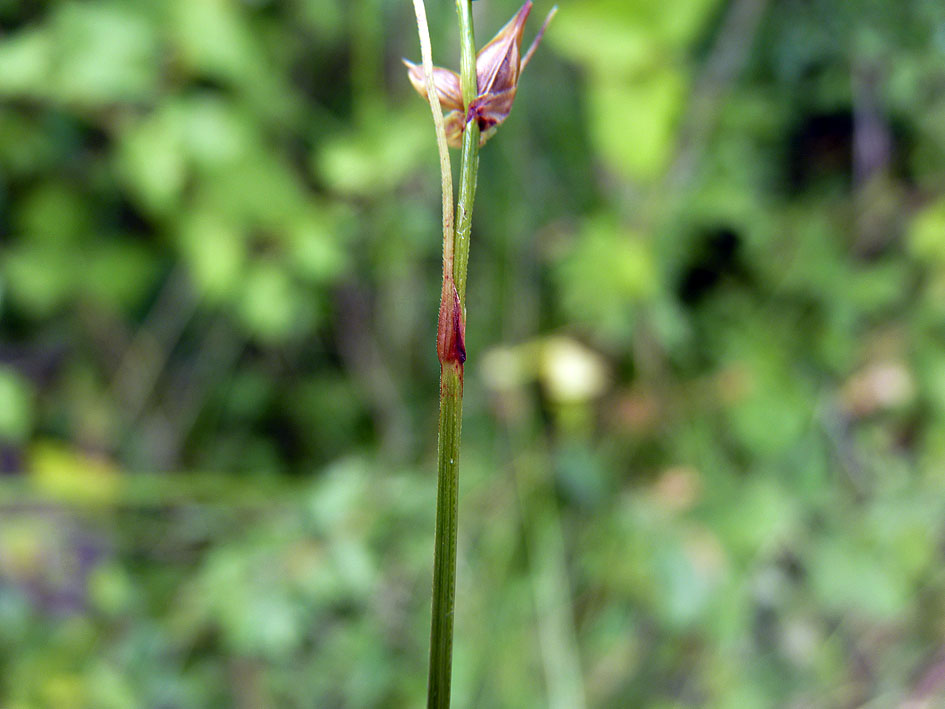Star sedge: Carex echinata