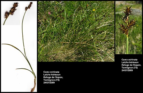 Star sedge: Carex echinata