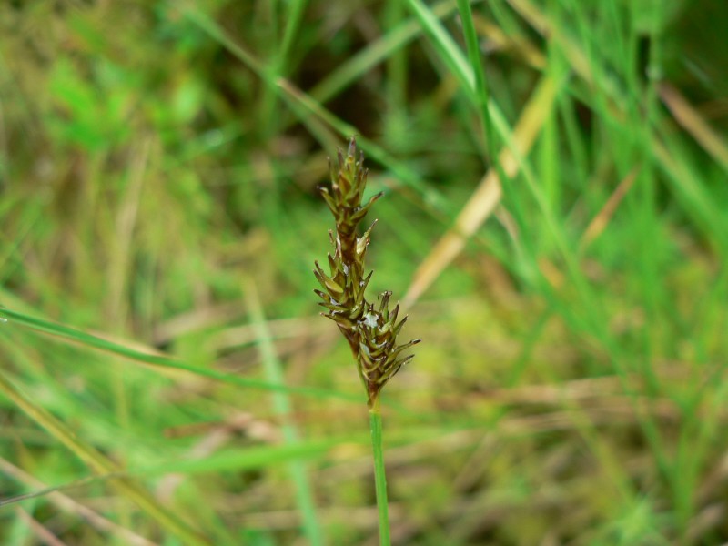 Star sedge: Carex echinata