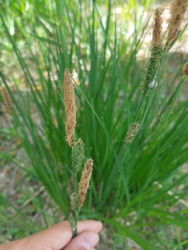 Tufted sedge (Carex elata)