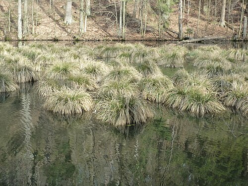 Tufted sedge: Carex elata