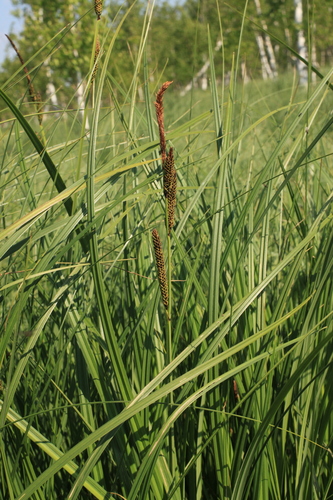 Tufted sedge (Carex elata)
