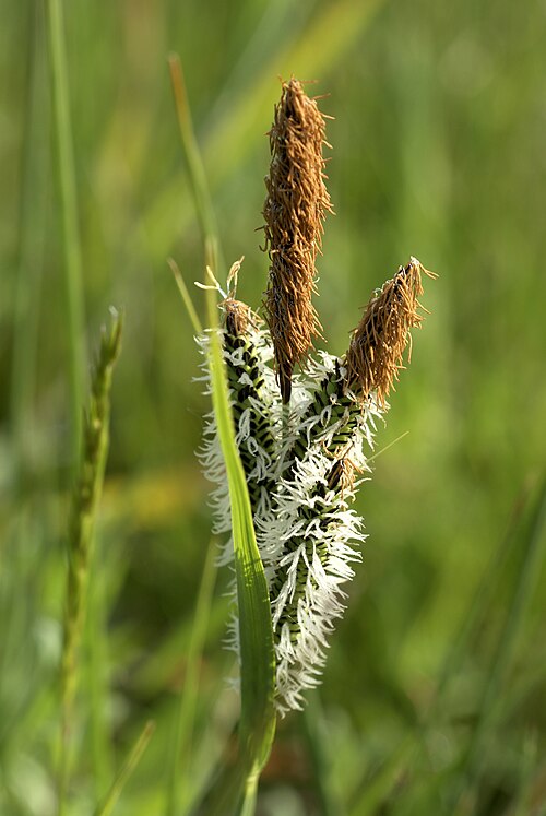 Tufted sedge: Tufted sedge, inflorescence at Leiemeersen, Oostkamp, Belgium