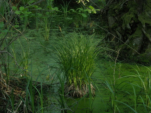 Tufted sedge (Carex elata)