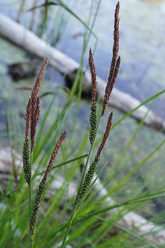 Tufted sedge (Carex elata)