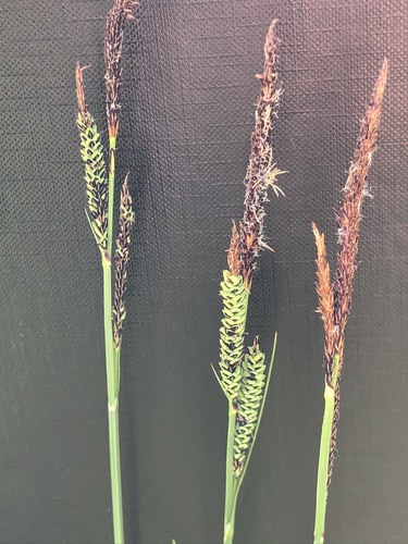Tufted sedge (Carex elata)