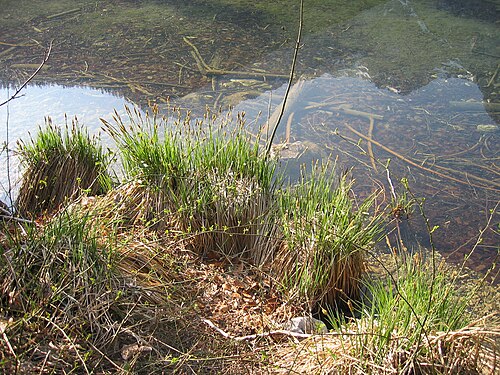 Tufted sedge: Carex elata Habitat, Hinterer Langbathsee, Upper Austria, Austria