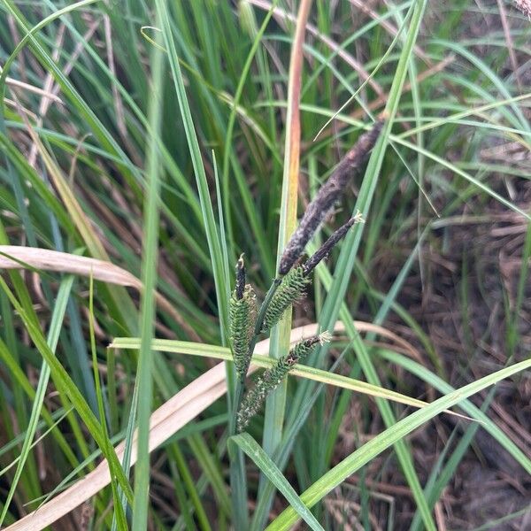 Tufted sedge (Carex elata)