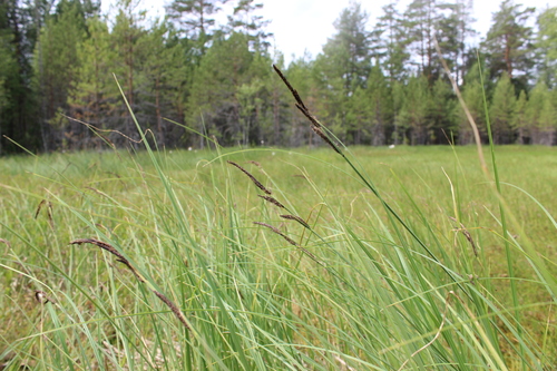 Tufted sedge (Carex elata)