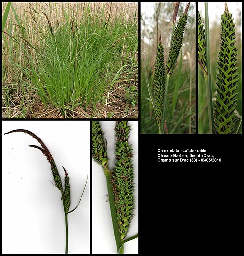 Tufted sedge: Carex elata