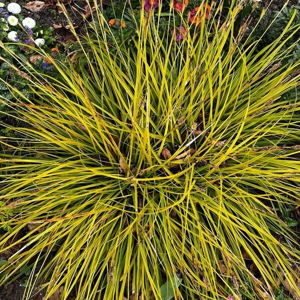 Tufted sedge (Carex elata)