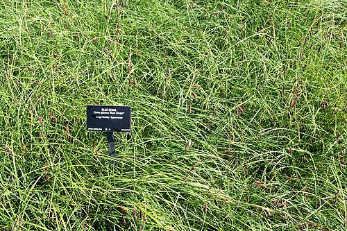 Heath sedge: Botanical specimen in the VanDusen Botanical Garden - Vancouver, BC, Canada.