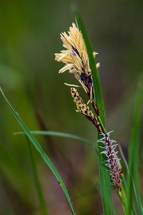 Heath sedge: Carex flacca ?